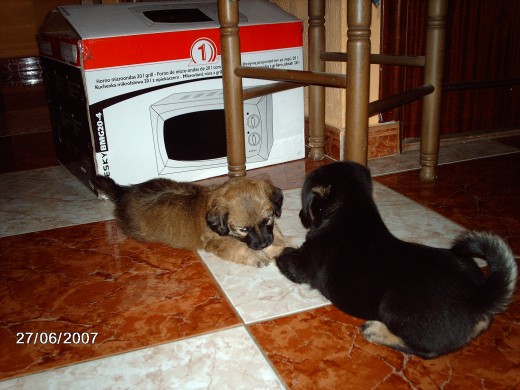 Esta foto es d su primer dia conmigo.... Toby es el marron, y Laika la negra... Ahora mismo no tengo foto reciente