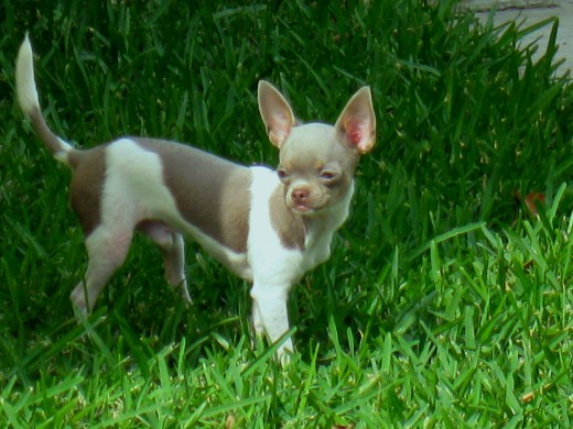 ADMIRANDO  LA CALLE APROVECHANDO QUE ME SACARON....  JIJIJI