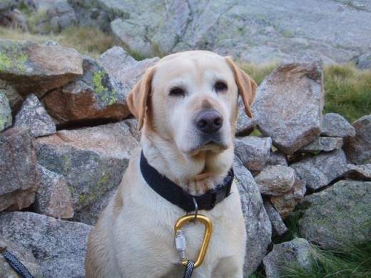 Max en Gredos, le vuelve loco el campo