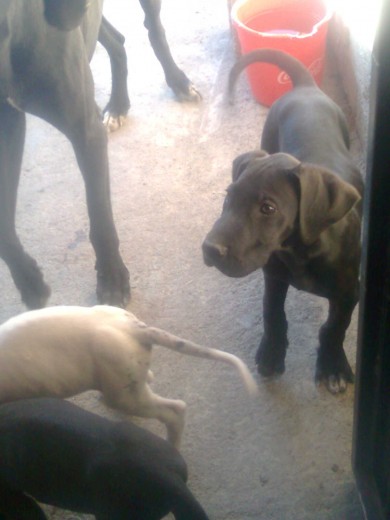 Hijo de Onix y Boris, y el consentido de mamá, pues quedó huerfanito de madre desde el momento de nacer, fue el 17vo cachorro de 20, y lamentablemente murieron sus 19 hermanitos, incluyendo su mamá, que era excelente madre.