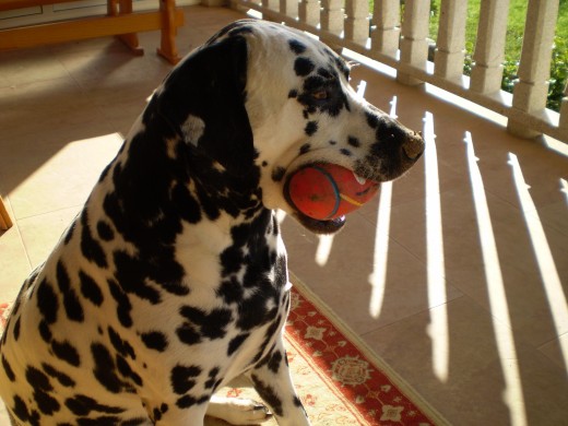 SE LLAMA FLAS, es un perro muy juguetón y cariñosísimo