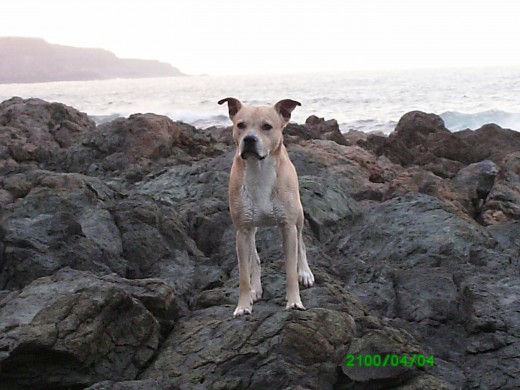 Ricky disfrutando de la playa