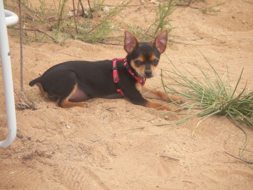 mi Chispi en el campooo!