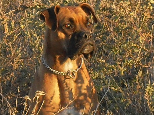 Ahi esta ella en plena pose de controladora nata, porque de todos ellos es la mas territorial, es una buena guardiana.