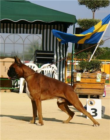 Se ofrece boxer para montas, excelente pedigrí descendente de campeones, ha sido presentado en varias ocasiones con excelentes calificaciones, libre de displasia a falta de diagnóstico oficial. 

Escucho ofertas.
