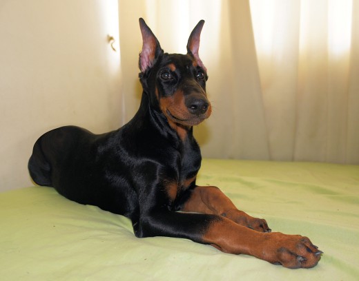 corte de orejas doberman pin corte orejas doberman pgina dobermann perros corte de orejas doberman pin corte orejas doberman pgina dobermann perros
