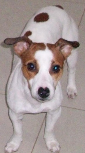 Soy Randy un Jack Russel Terrier muy cariñoso, travieso y consentido.