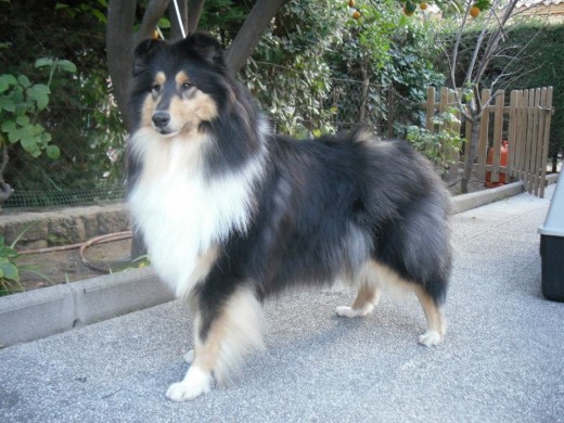 Sade Sangtrait (Shiva) Rough Collie tricolor