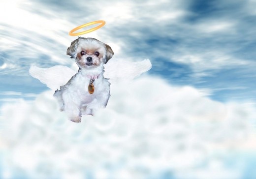 Hasta Siempre mi chikita linda ........mi consentida que te deje hacer lo que querías ......Gracias por tanto amor gracias por regalarnos 13 anos de felicidad ...siempre estarás en mi corazón mi paketito de Amor
!!!https://www.youtube.com/watch?v=ilIpGZBSOxU Hasta Siempre mi chikita linda ........mi consentida que te deje hacer lo que querías ......Gracias por tanto amor gracias por regalarnos 13 anos de felicidad ...siempre estarás en mi corazón mi paketito de Amor
!!!https://www.youtube.com/watch?v=ilIpGZBSOxU