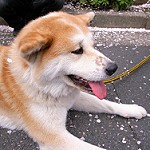 Yako Yako