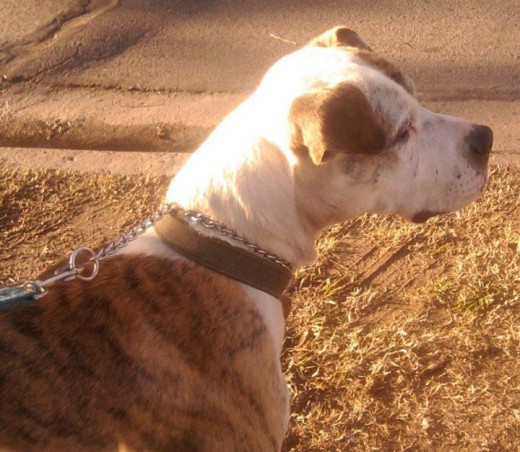 mi "Pampa Argentino" = Dogo Argentino + Pitbull americano