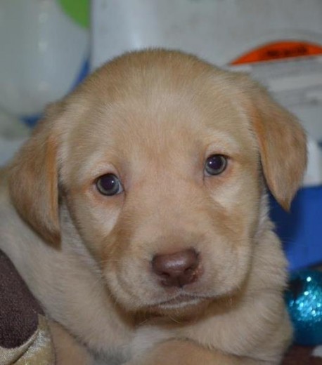 el es mi cachorrito labrador, su nombre es Zeus y aqui tiene un mes de nacido