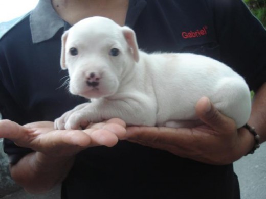 PITBULL CON LABRADOR PITBULL CON LABRADOR