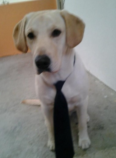 Mi precioso perro con una corbata!!