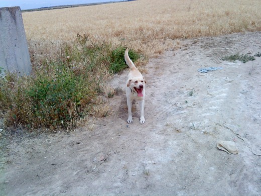 de paseo por el campo 2
