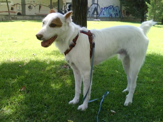 La desgracia de Blacky fue nacer perro de caza. Tan solo siendo un cachorro fue maltratado y abandonado a su suerte. Vivo cerca de 1 año en la calle. Ahora esta recuperado y es muy feliz. Un perro incriblemente cariñoso. A pesar de la maldad humana, ellos si saben perdonar y mirar hacia delante La desgracia de Blacky fue nacer perro de caza. Tan solo siendo un cachorro fue maltratado y abandonado a su suerte. Vivo cerca de 1 año en la calle. Ahora esta recuperado y es muy feliz. Un perro incriblemente cariñoso. A pesar de la maldad humana, ellos si saben perdonar y mirar hacia delante