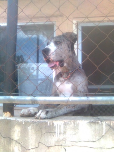 aquiles the best