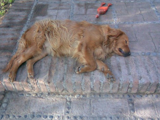 es muy tierna y chistosa 
leguta a ser cosa muy rraras