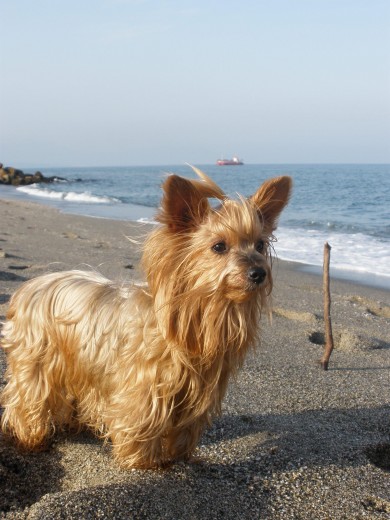 joyinaa en la playa