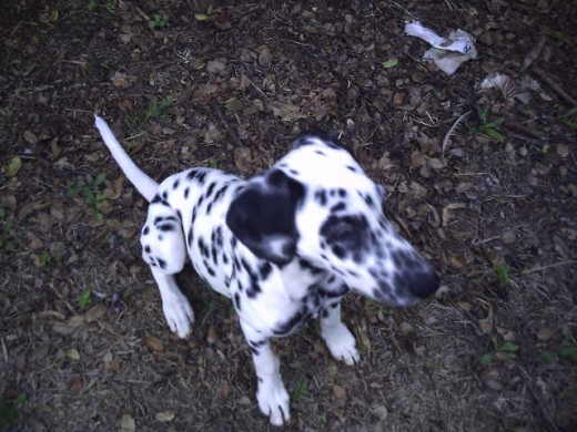 mi perro en la finca 