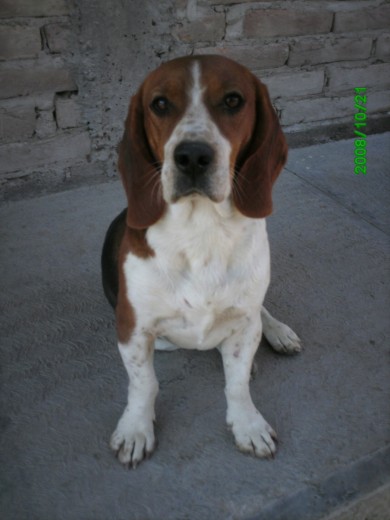 es un perro lindo y jugeton 