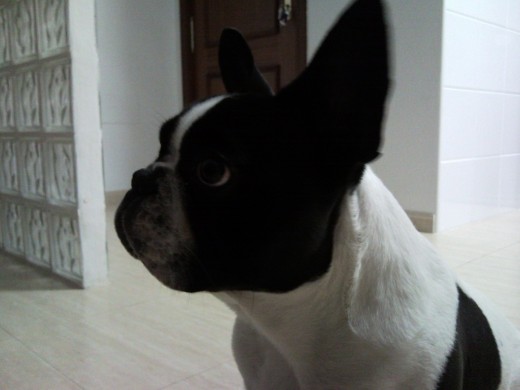 Mirando fijamente un macarrón....