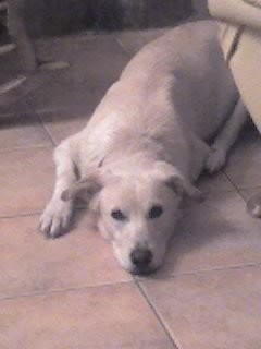 yessy esta es yessy esta perrita a muerto solo a los 12 AÑOS y no es mia es de mis primas pobre...siempre la llevare en mi corazon!(L):(