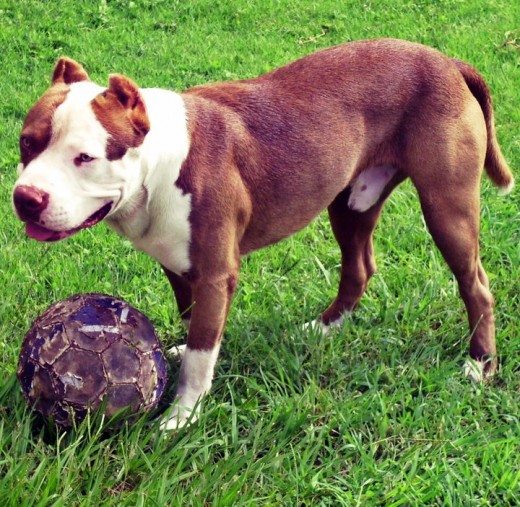 Goliath jugandO cn su bOla de sOccer! =]