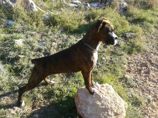 mi perrita mirando un palo ke tenia en la mano 