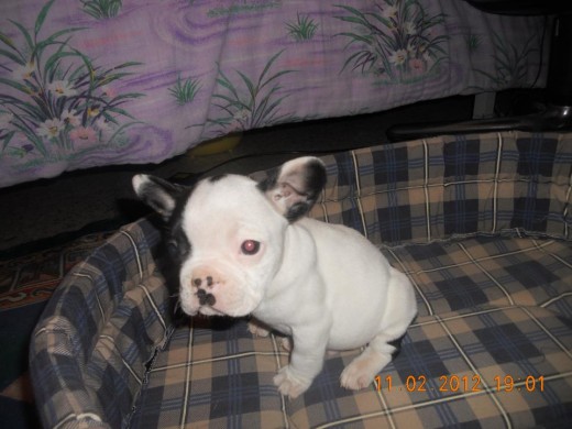 Rocky tiene siete meses pero en la foto tiene solo dos meses y medio.
La madre se llama Vaca y su padre Gitano.Le encanta estar rodeado de personas y se lleva muy bien con todo tipo de perros.