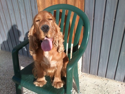 bobi, tomando el sol