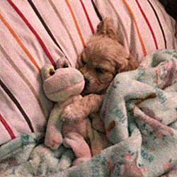 Petunia durmiendo Petunia durmiendo