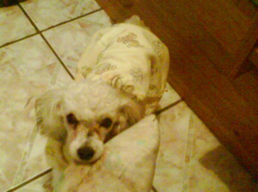 es chaparrita, juguetona, comelona, chifladita y muy bonita