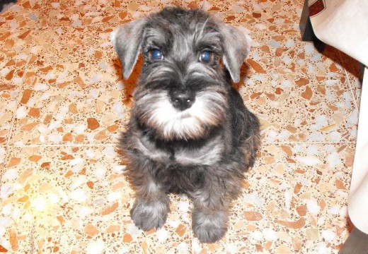 Esto fue en mi casa recien peladito, que guapooooo!! Esto fue en mi casa recien peladito, que guapooooo!!