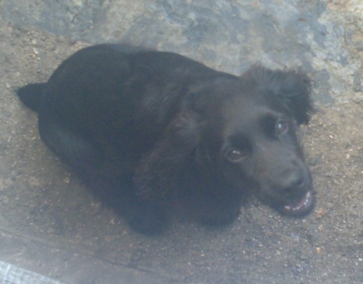 mi loquita bella mi loquita bella