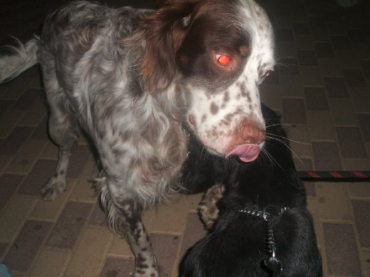 pantxo and rufo pantxo and rufo
