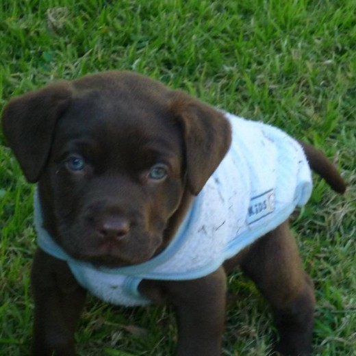 Es un pequeño labrador retriever chocolate, al que le gusta jugar mucho, sobretodo con su hermana del corazon, Fanny!!