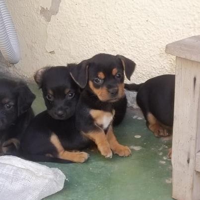 esos perritos esta ahí se llama hely,emely ,junior,principito,reina,edson.