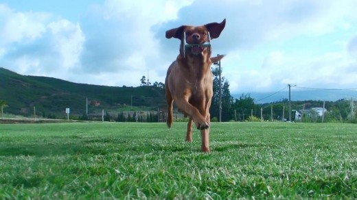 Flicka, entrenamiento Obecience
