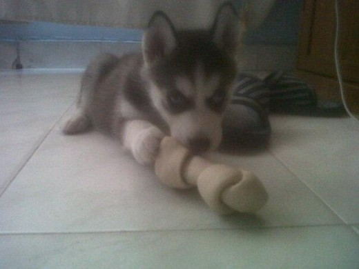 Toda chiqui xD