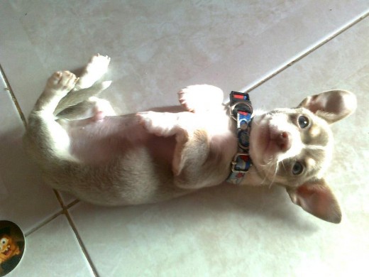Mi Hermoso Bebe