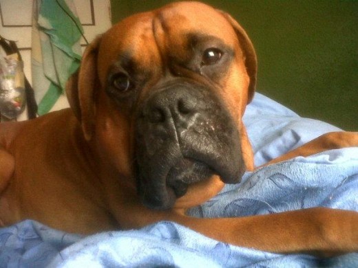 Tiene la Carita Inflamada del lado derecho y no sabemos que es :´(