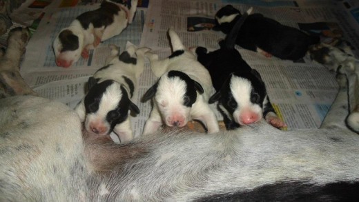 luna con su mami y hermanitos