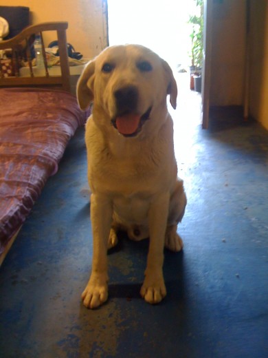 nefer un labrador muy cariñoso 