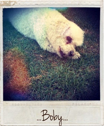 boby boby