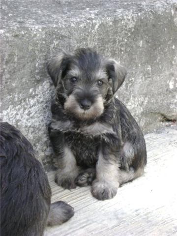 el hijo  de Rufo y su mama adoptiva es Canela, ya esta mas grande que en la foto