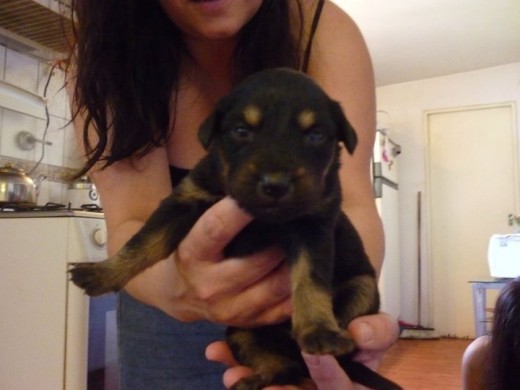Esta es mi bebita sasha que la adopte de unos vecinos que tienen muchisimos perros a los cuales no castraron y sus cachorritos mueren siempre... yo creo que la salve y que por eso aunque cuando era mas pequeña era muy mordelona, ahora esta ree pesada de tan cariñosa que se puso... no uede estar sola ni un segundito porque llora o si nos vamos ella quiere seguirnos a toda costa... sos muy hermosa hijita!!! Esta es mi bebita sasha que la adopte de unos vecinos que tienen muchisimos perros a los cuales no castraron y sus cachorritos mueren siempre... yo creo que la salve y que por eso aunque cuando era mas pequeña era muy mordelona, ahora esta ree pesada de tan cariñosa que se puso... no uede estar sola ni un segundito porque llora o si nos vamos ella quiere seguirnos a toda costa... sos muy hermosa hijita!!!