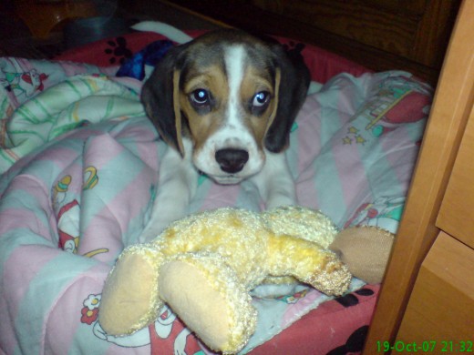 Kyra con casi 3 meses y con su peluche favorito