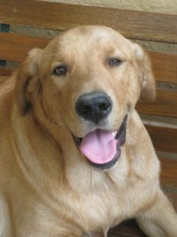 es un hermoso y bello perro!!!!!! le encanta jugar y dormir.....