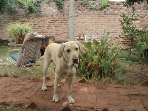 posando en el patio de mi casa, luego de correr un rato